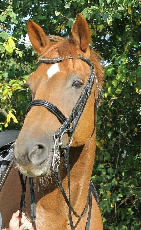 Hannoveraner Wikinger ;) - Wikinger August 2012 billede 8