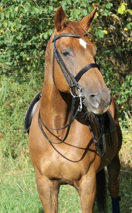 Hannoveraner Wikinger ;) - Wikinger August 2012 billede 5