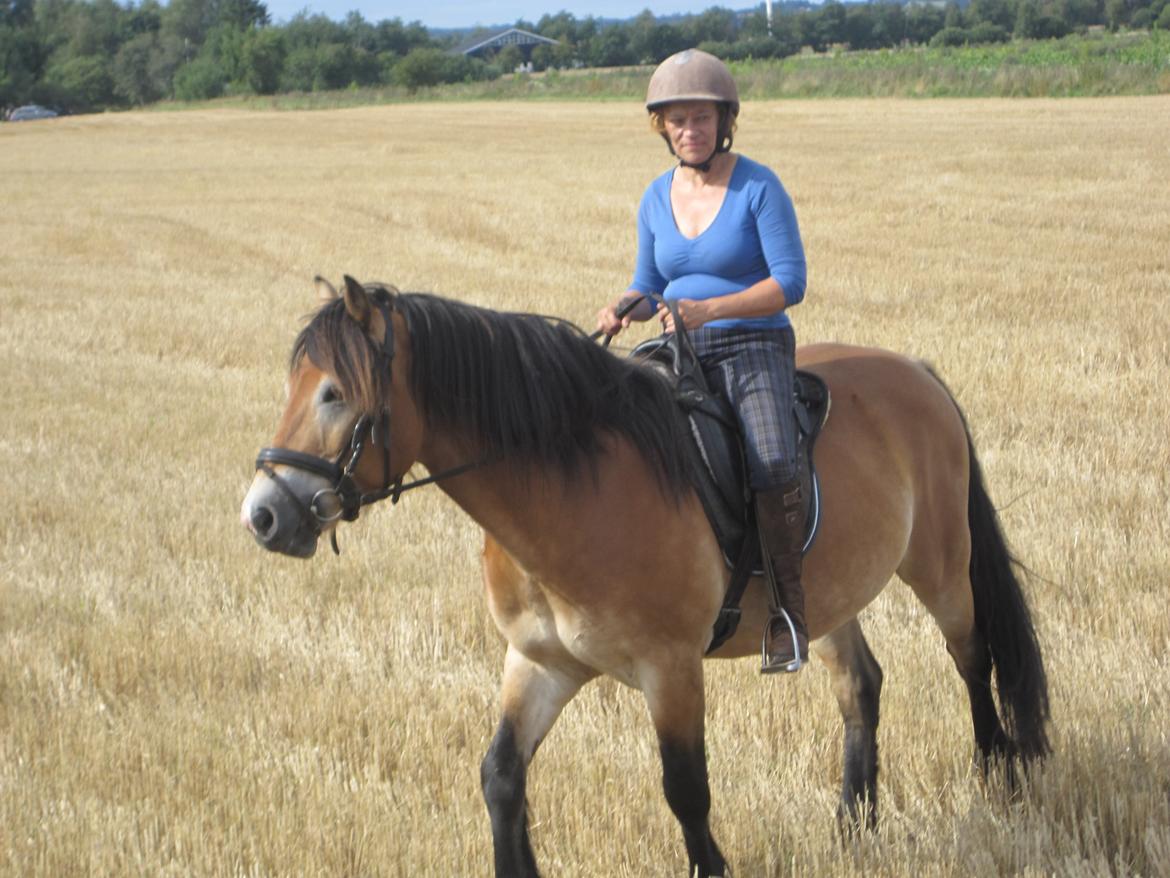 Koldblodstraver Rappstagutten,.(Gutten) - På stubmark billede 6