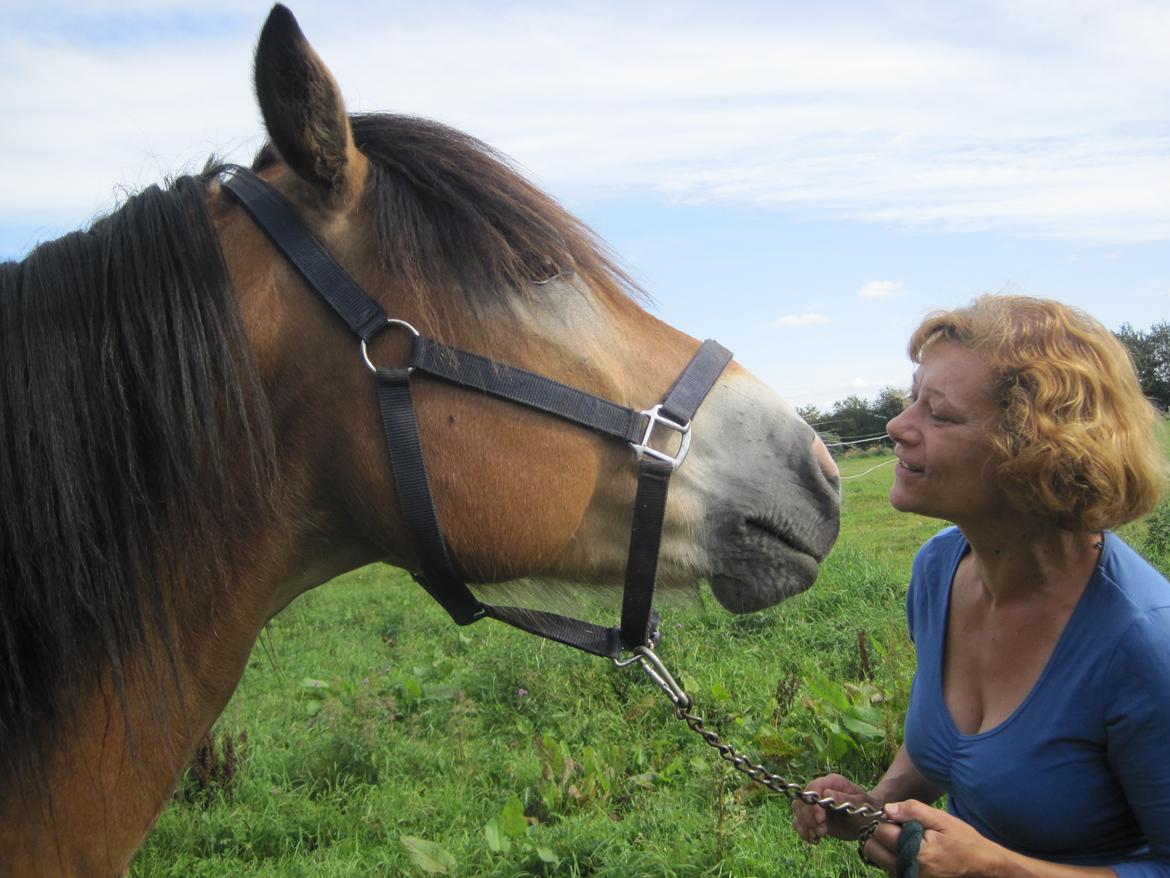 Koldblodstraver Rappstagutten,.(Gutten) - Den hest, jeg elsker, og mest elskede ever. billede 1