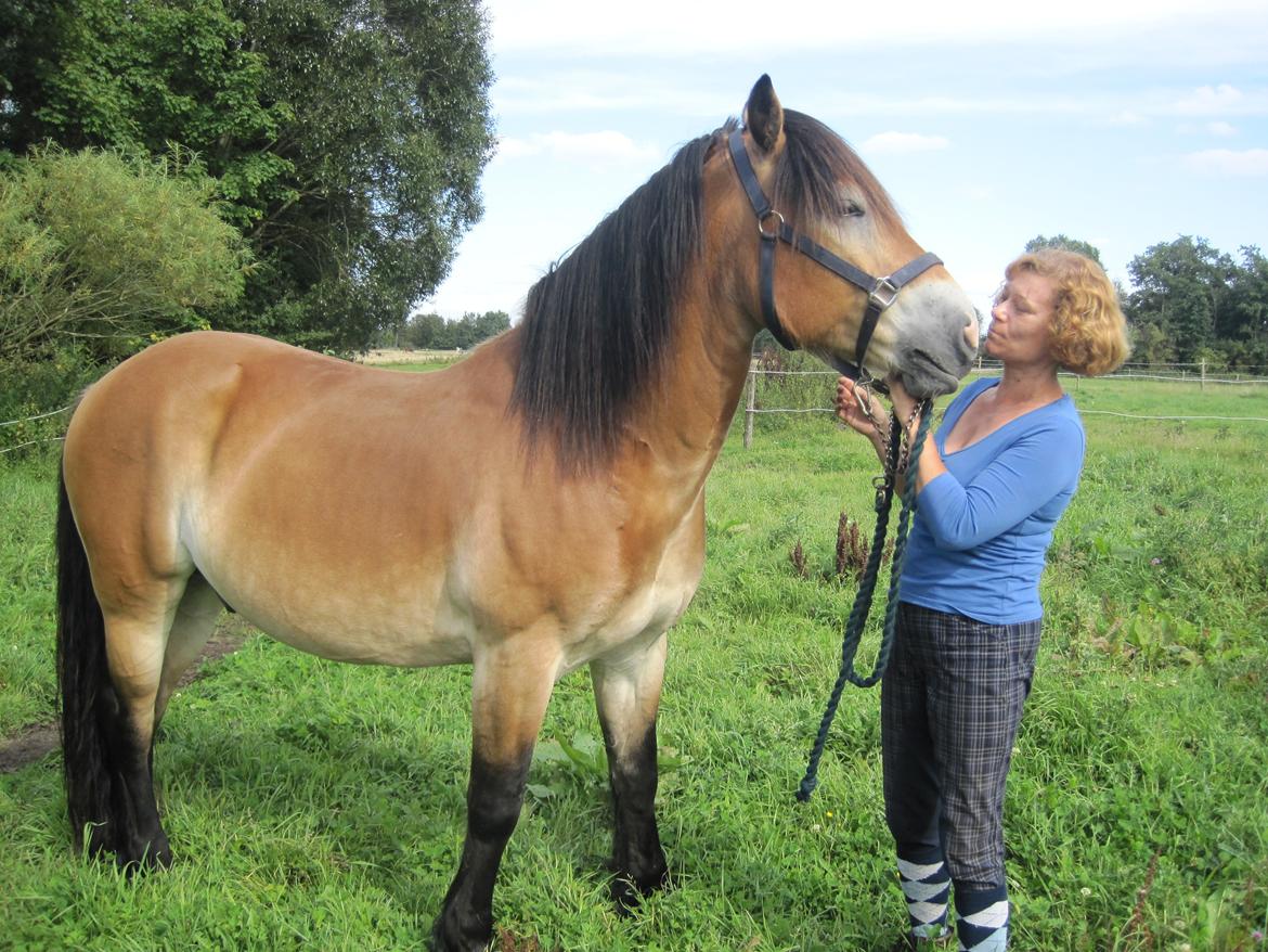 Koldblodstraver Rappstagutten,.(Gutten) - Selvtillid, charme og lækkert hår=Gutten billede 10