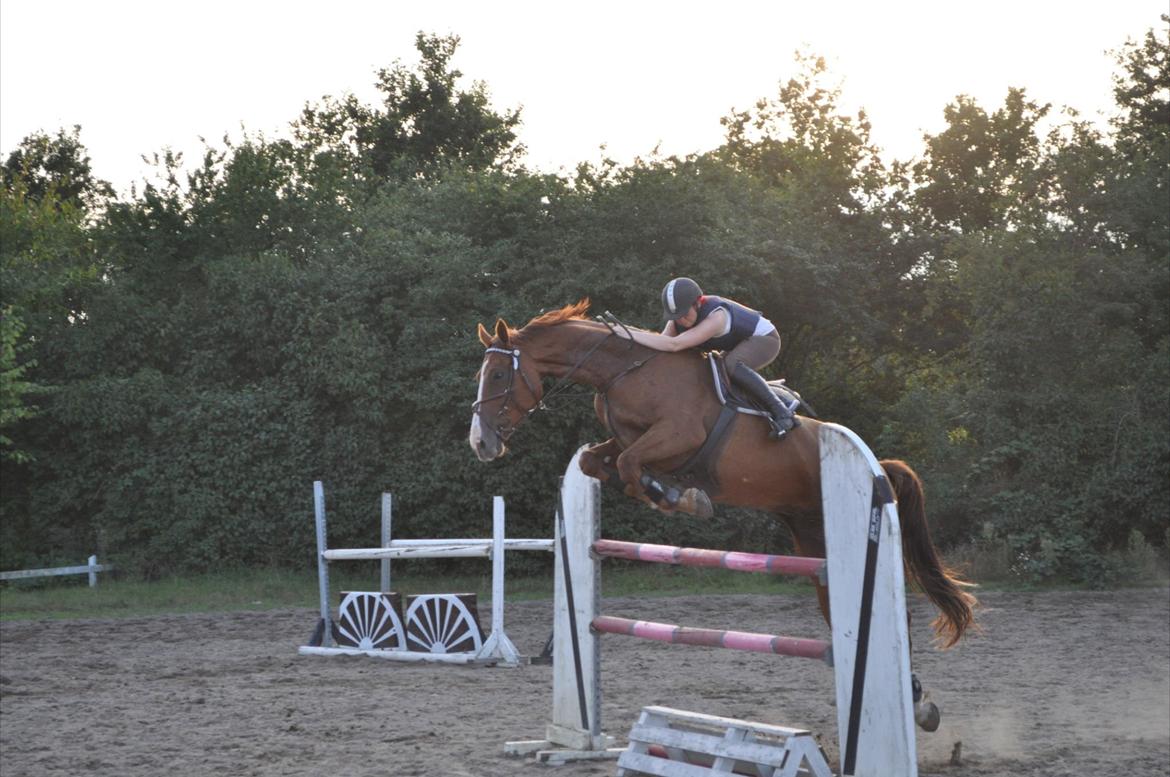 Westfaler Hovgaards Red Moon billede 16