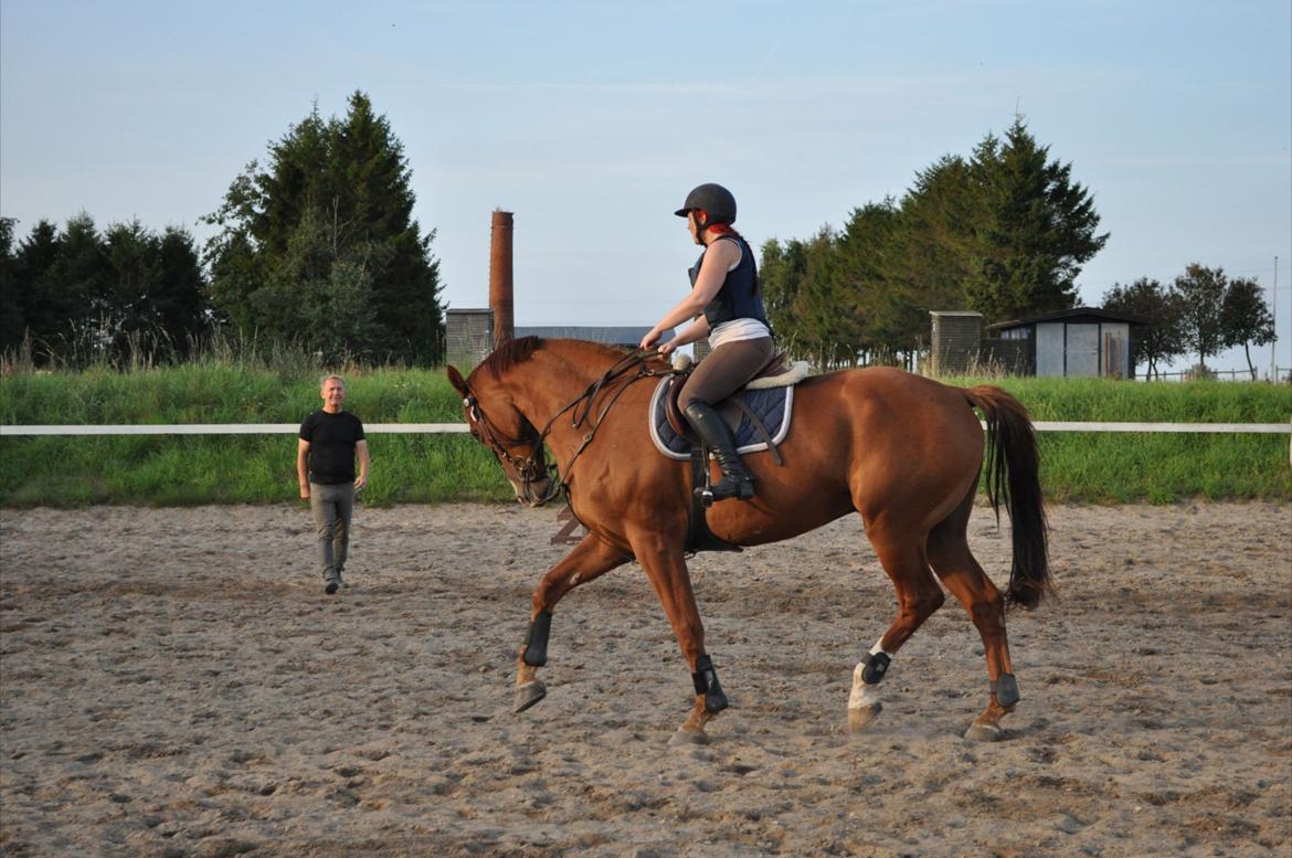 Westfaler Hovgaards Red Moon billede 17
