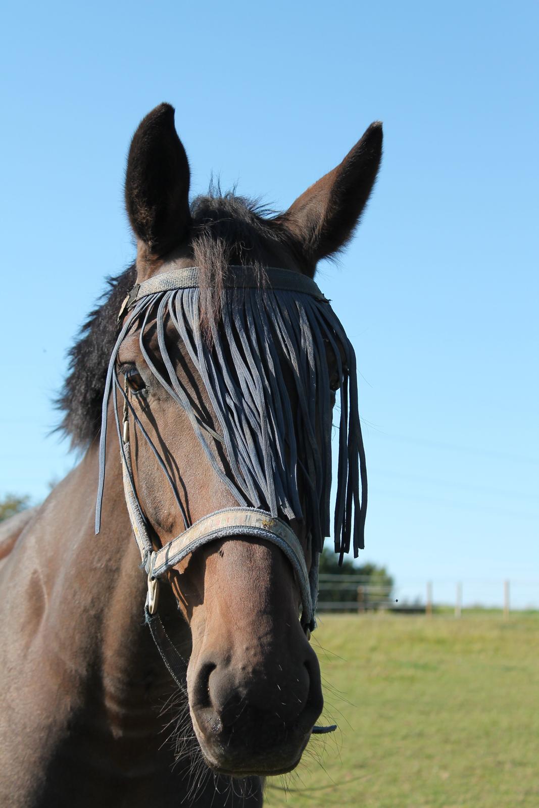 Dansk Varmblod Cawin Imhoff billede 3