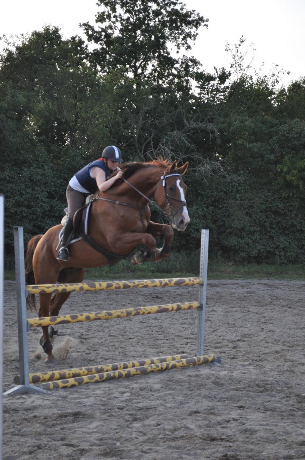 Westfaler Hovgaards Red Moon billede 20