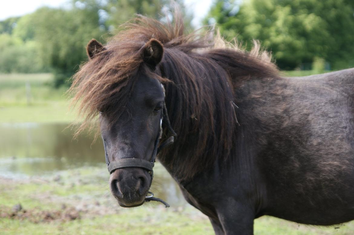 Anden særlig race Trøffel - Velkommen til Trøflens profil :) billede 1