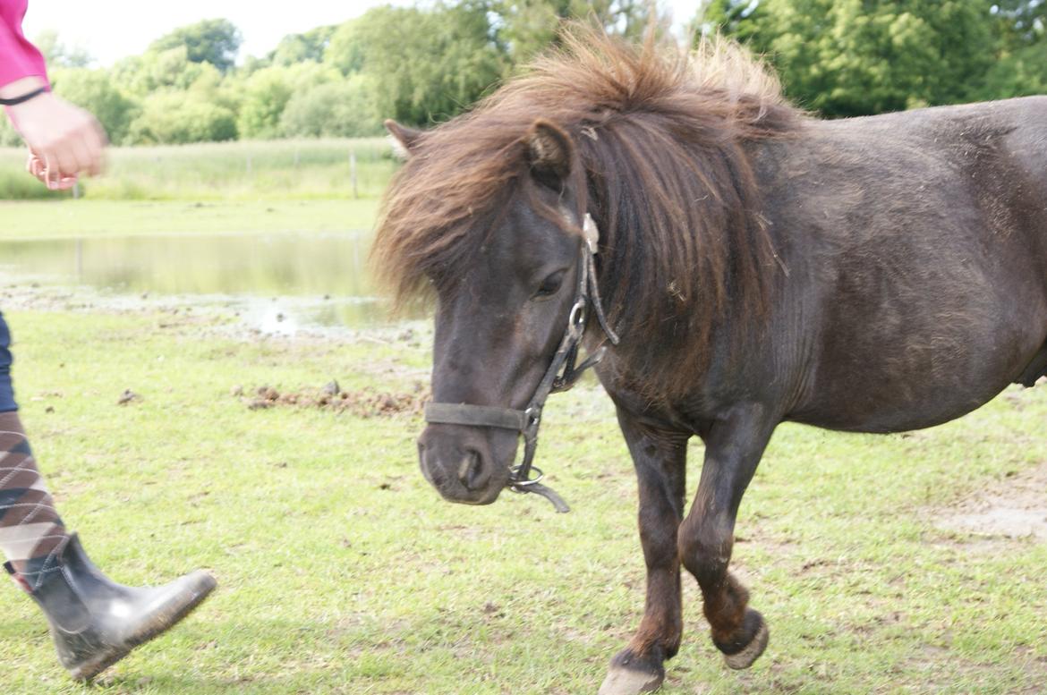 Anden særlig race Trøffel billede 4