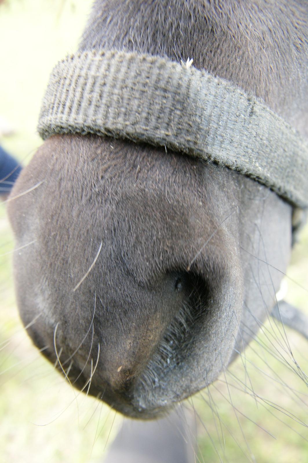 Anden særlig race Trøffel - En lille kyssemule <3 billede 5