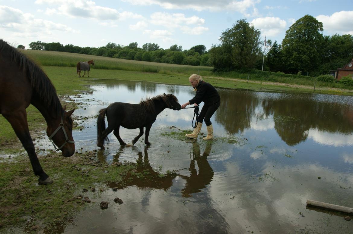 Anden særlig race Trøffel billede 7