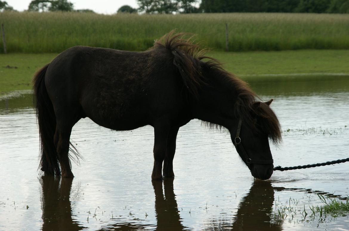 Anden særlig race Trøffel billede 9