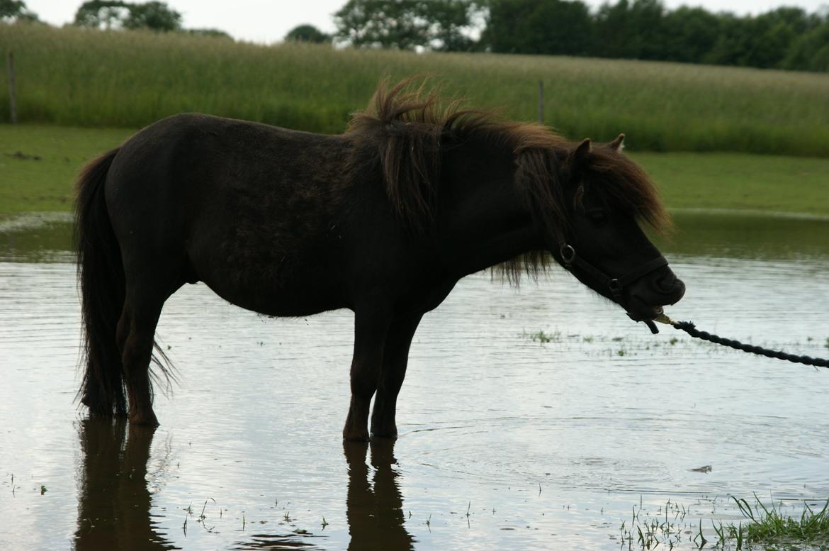 Anden særlig race Trøffel billede 10
