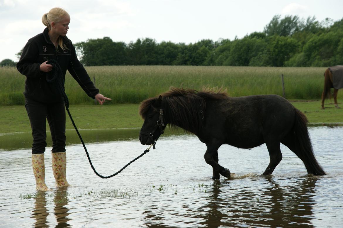Anden særlig race Trøffel - Stå, nej stå så! billede 2