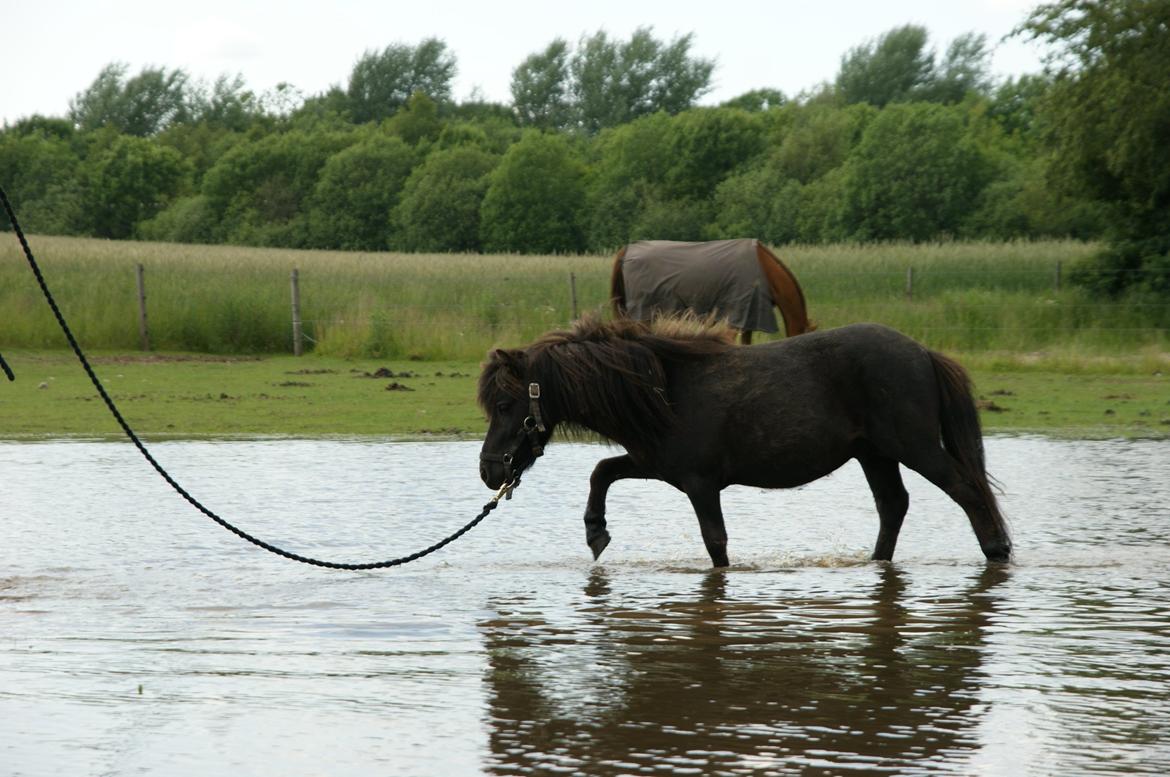 Anden særlig race Trøffel - Yrk, det er altså lidt vådt det vand! billede 11