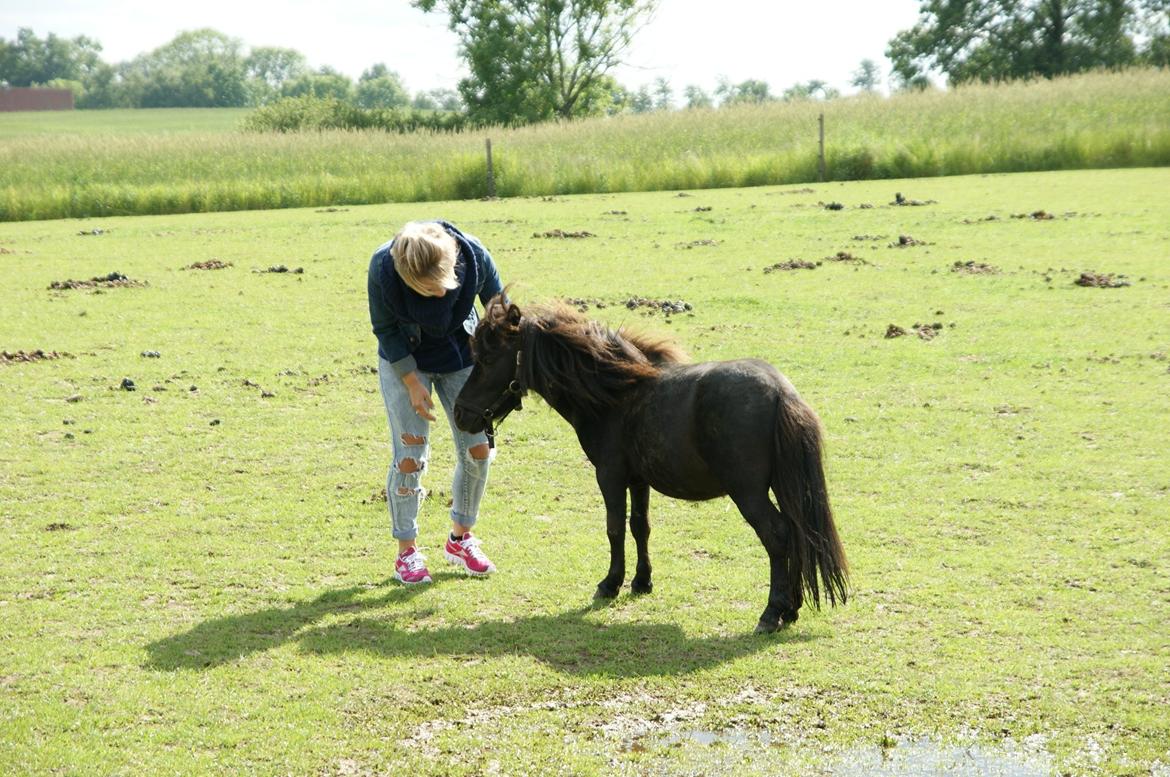 Anden særlig race Trøffel - Myyys  billede 12