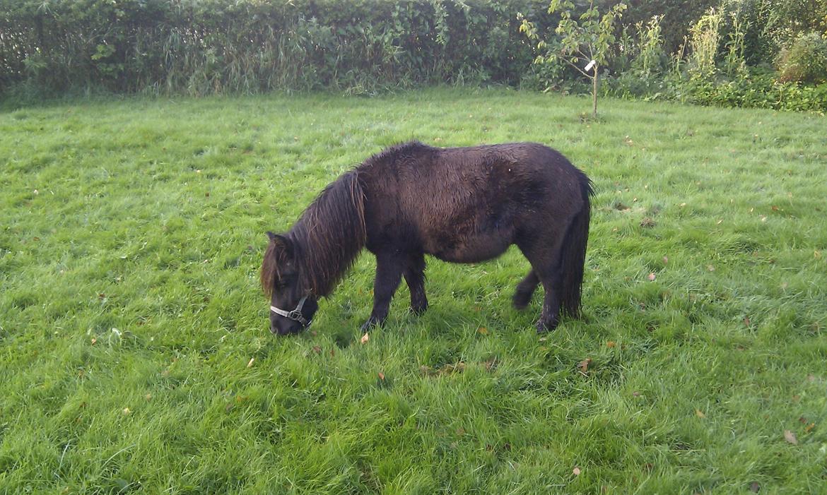 Anden særlig race Trøffel billede 13