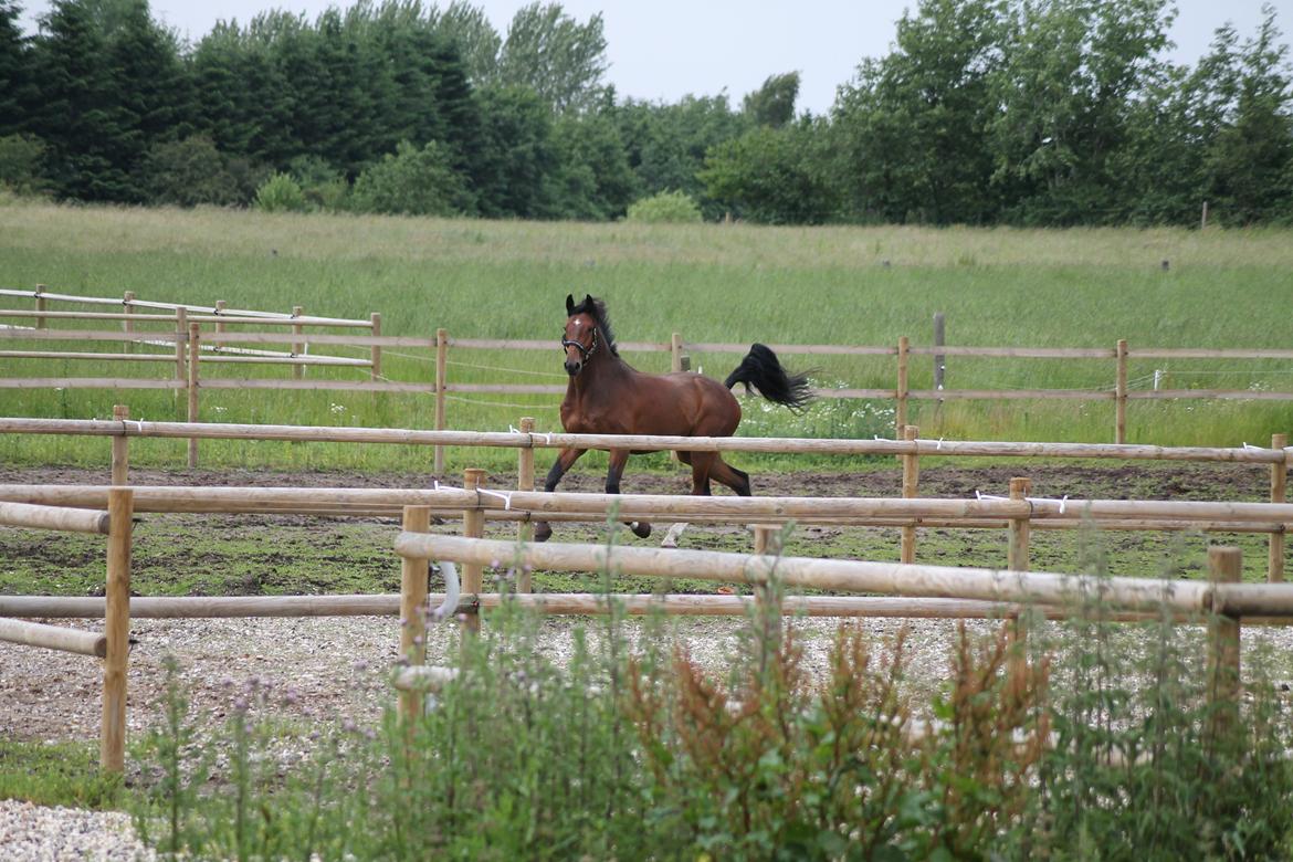 Dansk Varmblod Ruder Es Havdal - Ruder kan ikke gå på vandet, men han kan så meget andet :D  billede 12