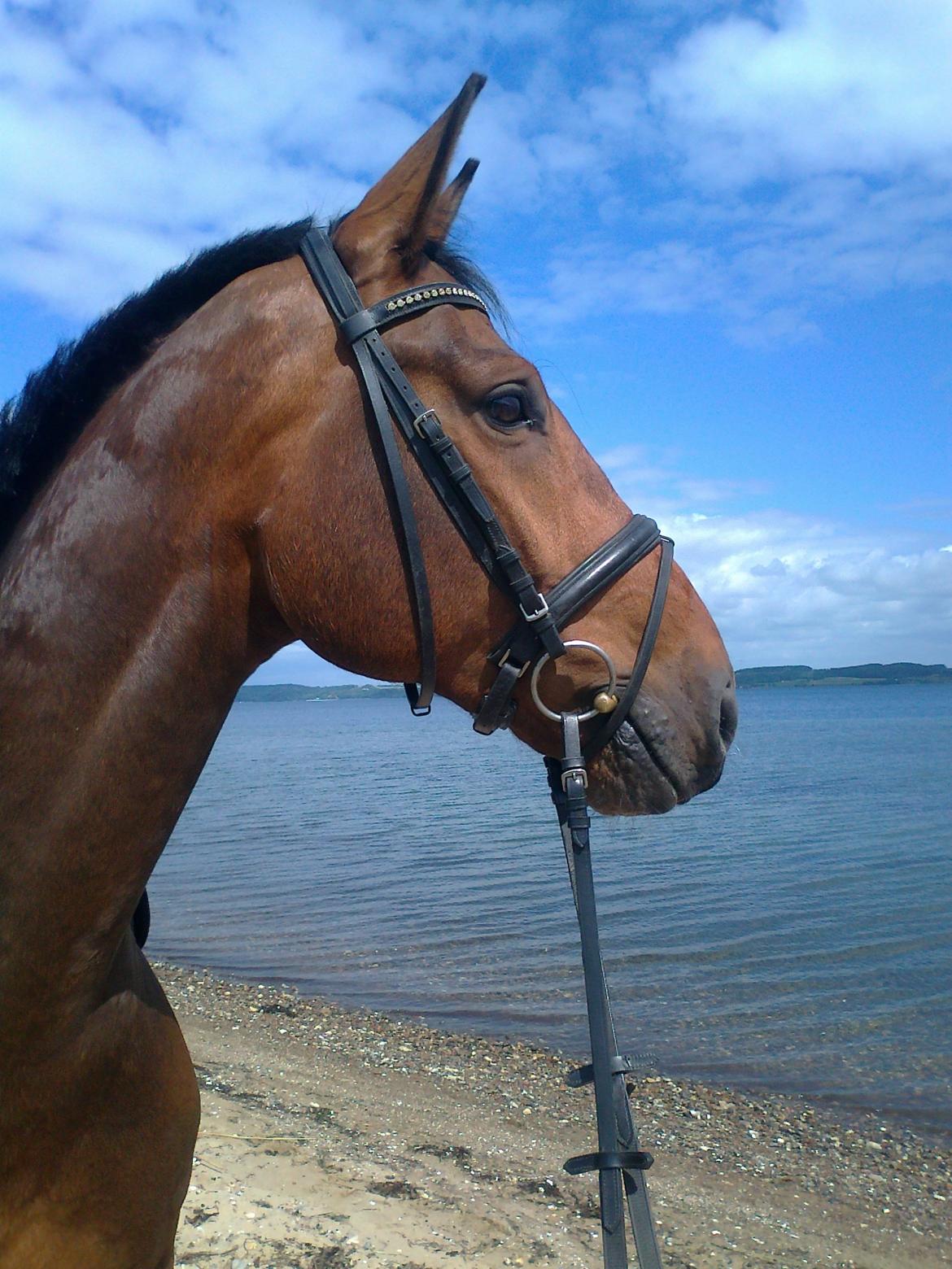 Dansk Varmblod Herslev Marks Cosmo - Juni 2012 billede 7