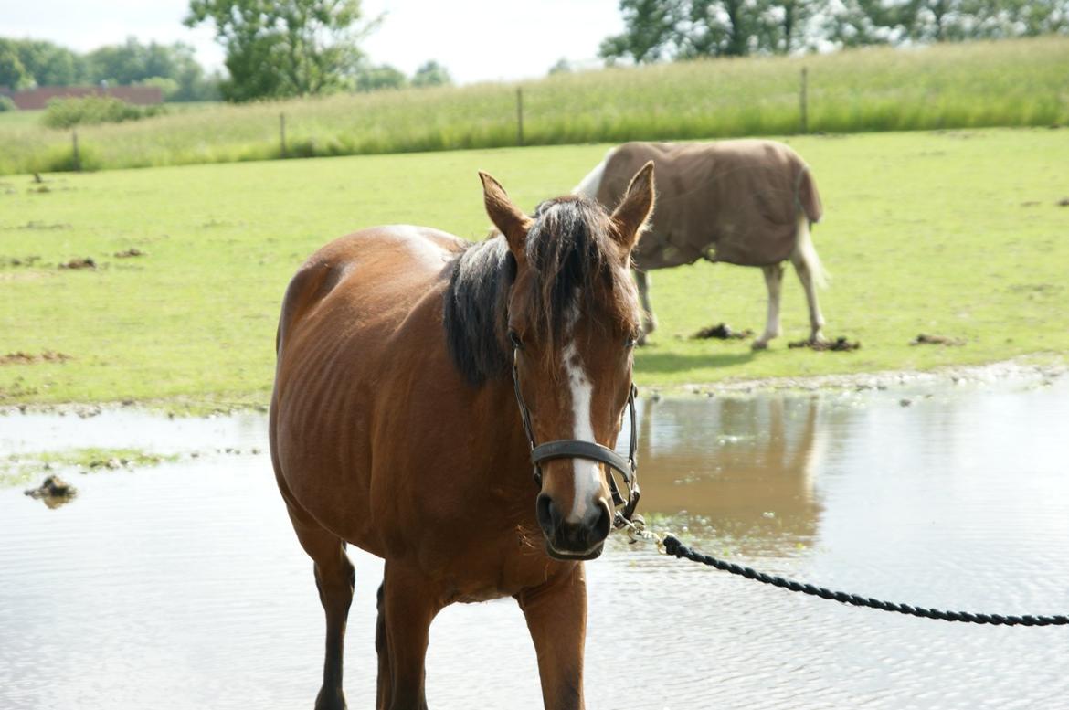 Pinto Araber Brown Sugar billede 15