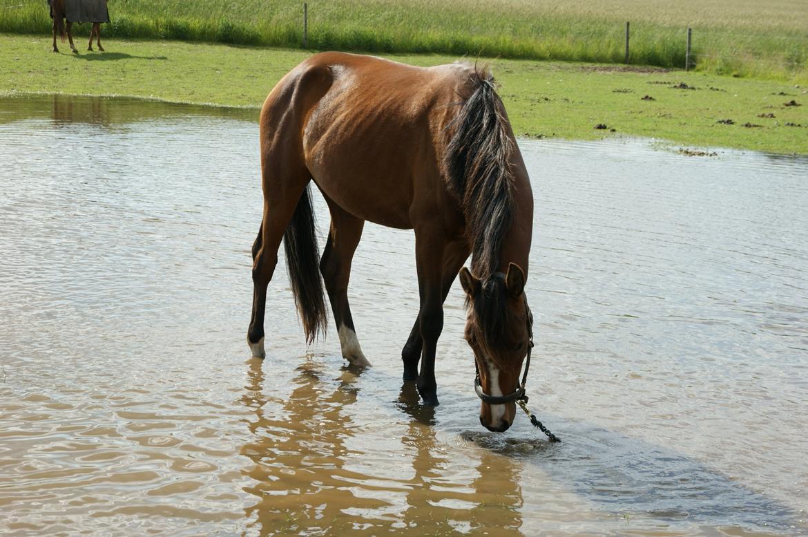 Pinto Araber Brown Sugar - "To understand the soul of a horse is the closest we humans can come to knowing perfection." billede 16