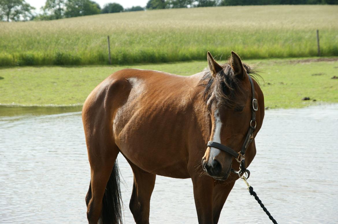 Pinto Araber Brown Sugar billede 17