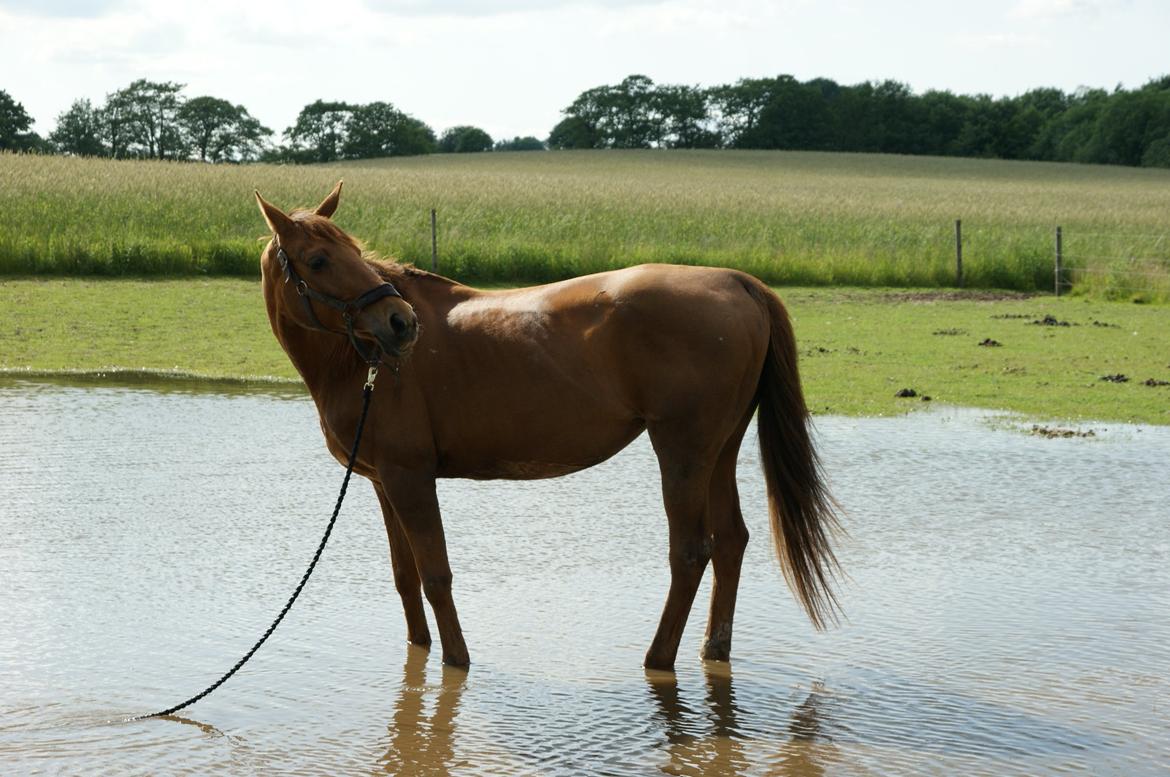 Anden særlig race Lærke - På tur i foldsøen. 19/6-12 billede 14