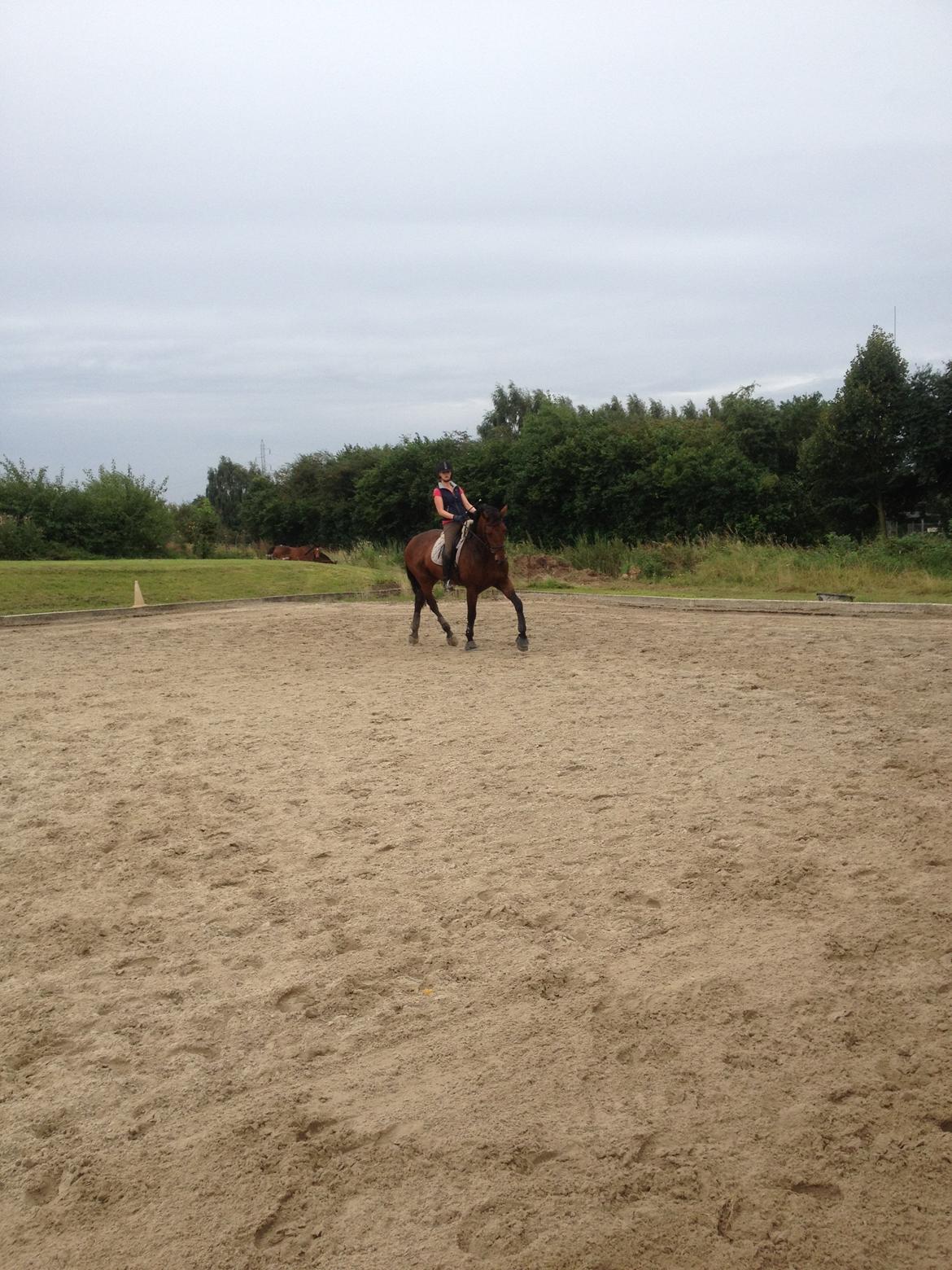 Dansk Varmblod Herslev Marks Cosmo - August 2012 billede 9