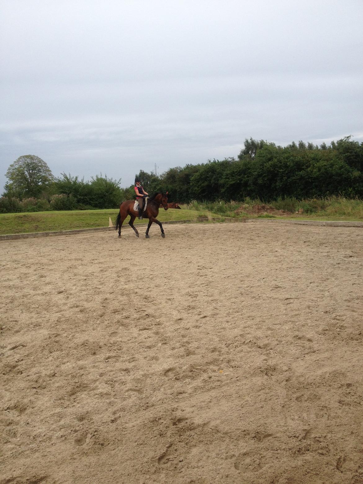 Dansk Varmblod Herslev Marks Cosmo - August 2012 billede 8