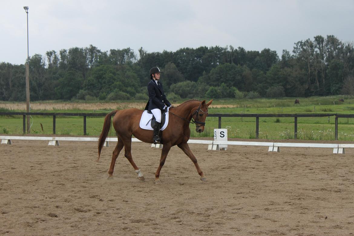 Anden særlig race Lærke - lc1 GERK. 25/8-12 billede 15