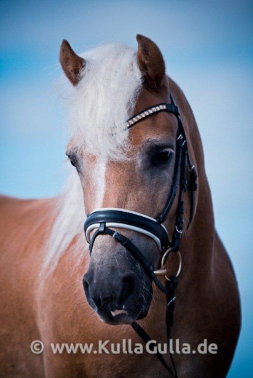 Haflinger STACHUS - Fotoshot Rømø strand 27 august 2012 billede 4