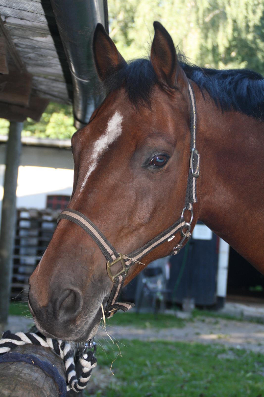 Dansk Varmblod Campino billede 2