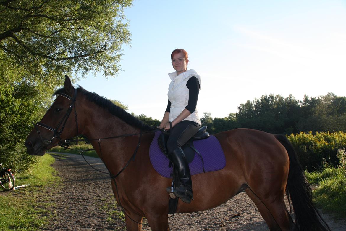 Dansk Varmblod Campino billede 12