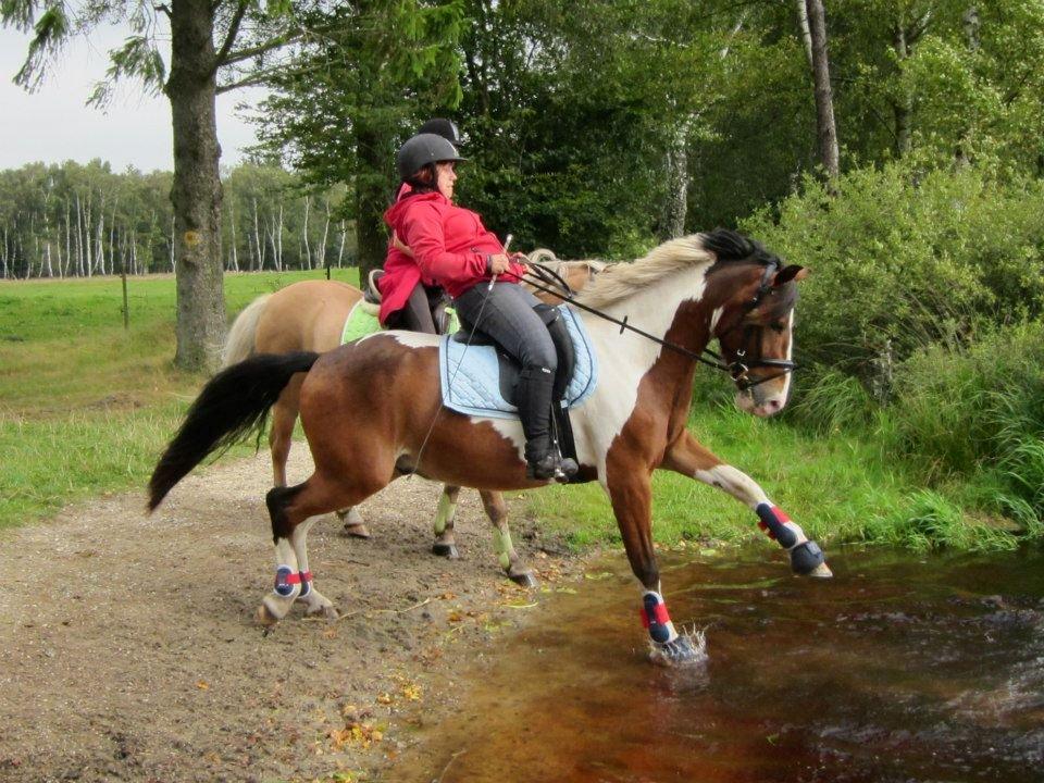 Anden særlig race Felix billede 8