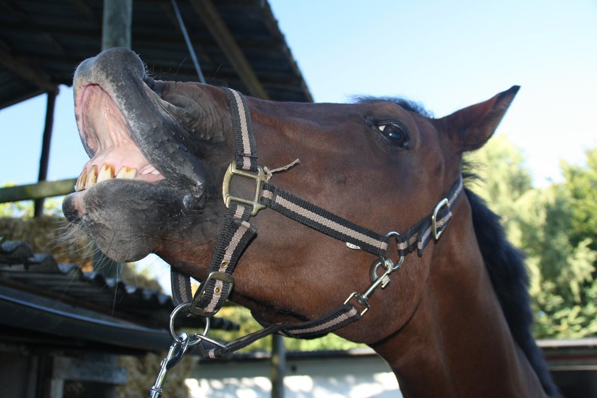 Dansk Varmblod Campino billede 5