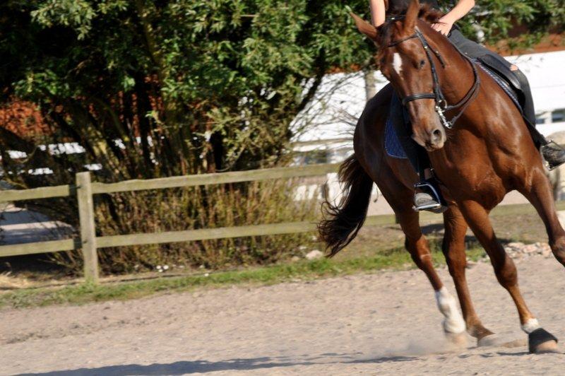 Dansk Varmblod Chiquita - På en lille galop-volte der med tiden skal blive til en pirouette :) billede 2