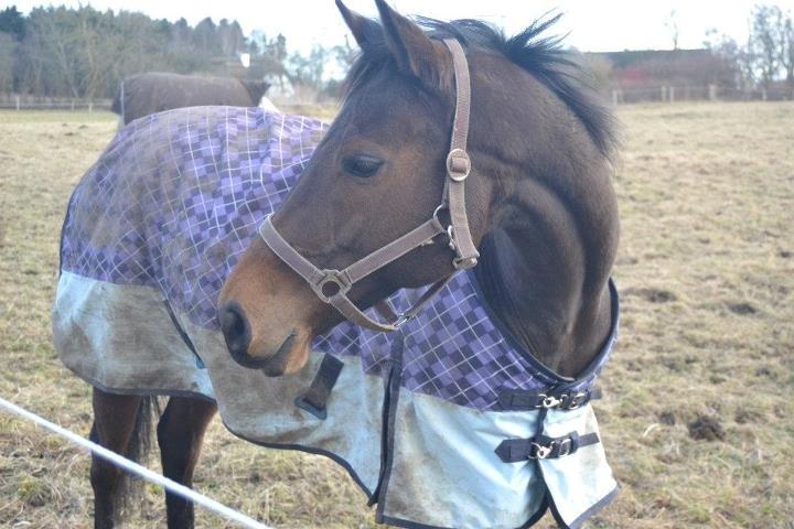 Fuldblod (XX) Primo Girl - Smukke igen<3 billede 6