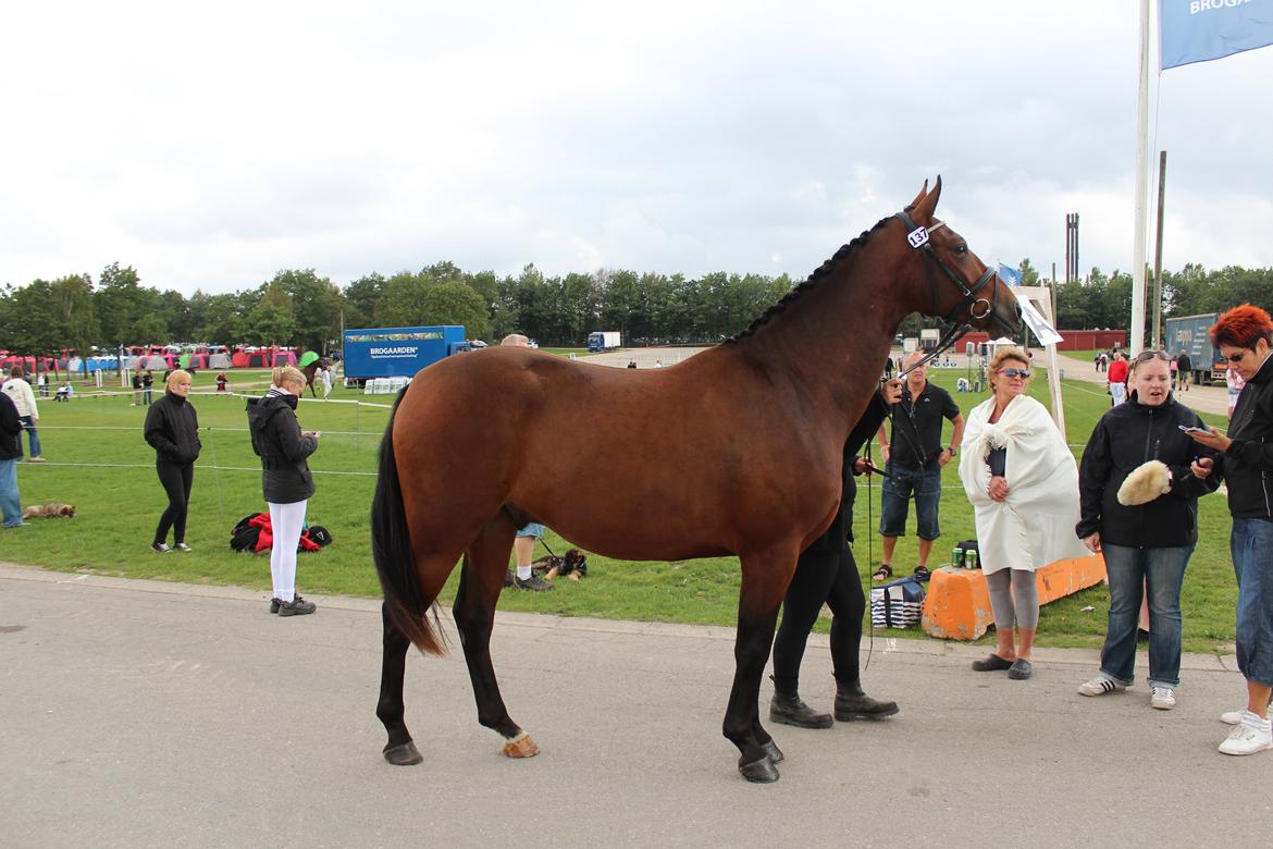 Oldenborg Shogun af Bækkeskov - Shogun 2 1/2 år og 165 cm stang billede 6