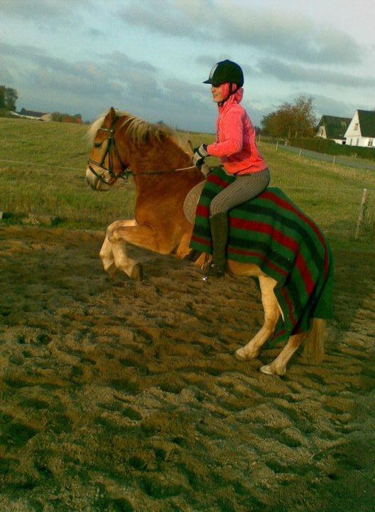 Anden særlig race Nemo Bit - vores lille trick(: billede 20