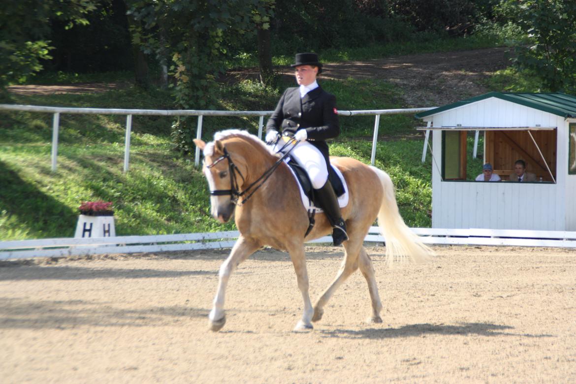 Haflinger Stakato billede 2