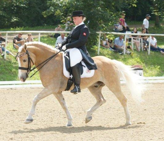 Haflinger Stakato billede 1