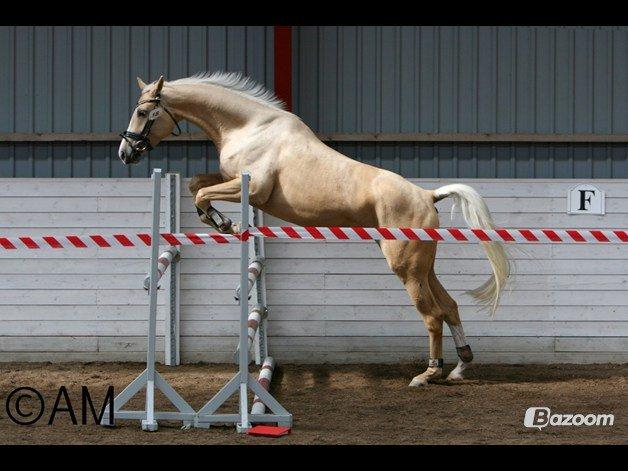 Palomino Solheim's Ramina - RDH Hoppe - Hoppekåring og sadelkåring i PSA d. 2 September hvor vi vandt bedste palomino hoppe, bedste farve og sadelkåringen. billede 19