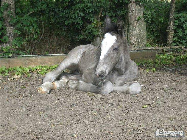 Tinker Nørgaards Summer dream billede 8