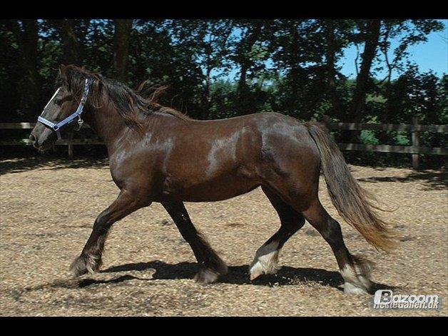 Tinker Nørgaards Summer dream billede 11