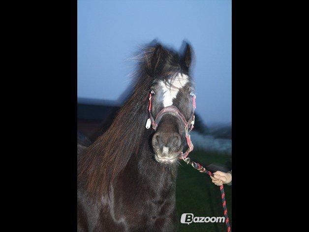 Tinker Nørgaards Summer dream billede 14