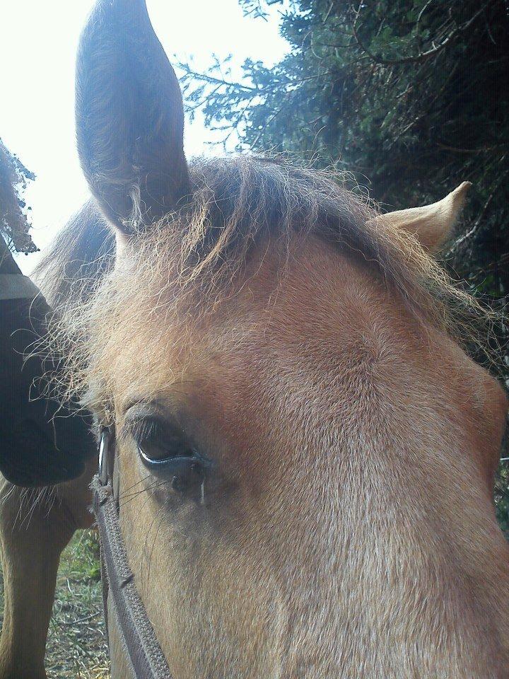 Anden særlig race Prins Breezer ( Bailey ) - Smukke dreng billede 8