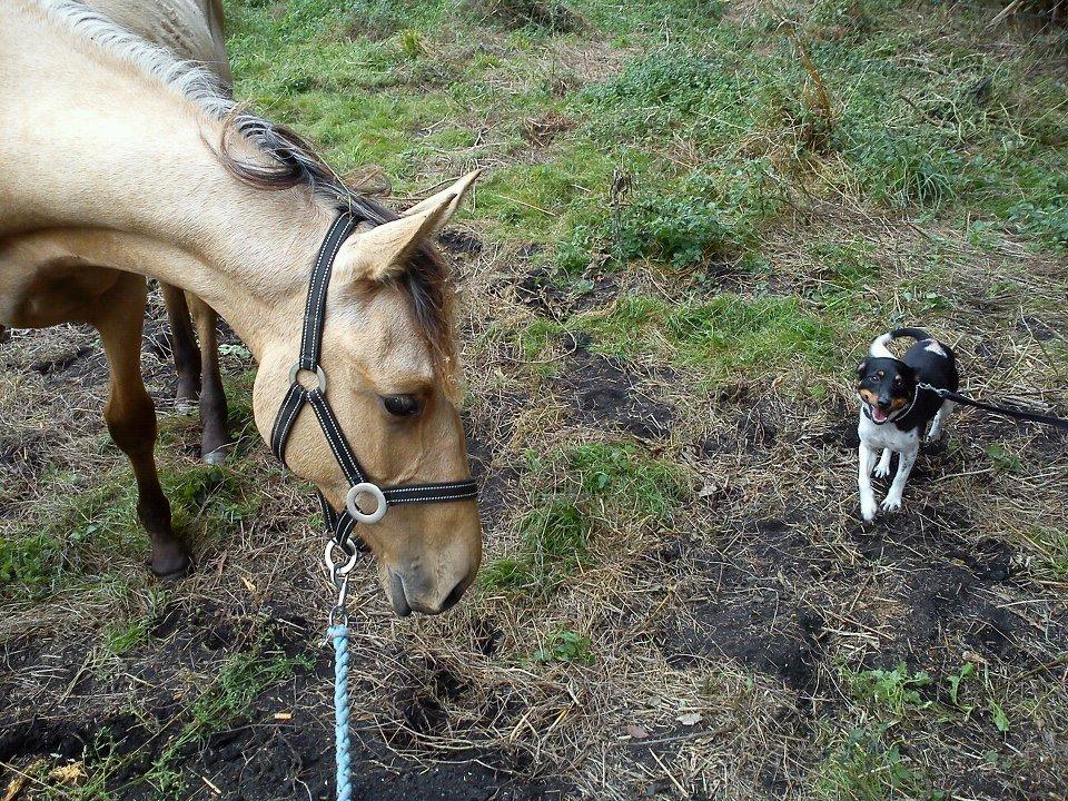 Anden særlig race Prins Breezer ( Bailey ) - Hva race hest er du ?  billede 9