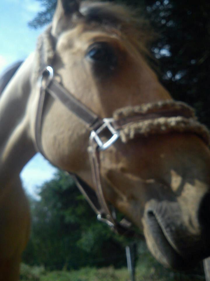 Anden særlig race Prins Breezer ( Bailey ) - Jamen hej billede 10