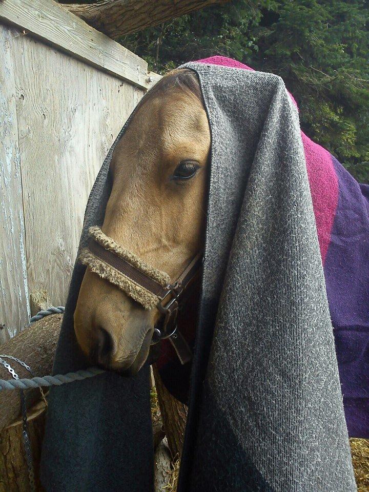 Anden særlig race Prins Breezer ( Bailey ) - Træning med tæppe, han tog det så fint så fint, han er ikke van til noget som helst, og dette er første gang han har noget på ryggen overhovedet. d. 4/9-12 billede 14