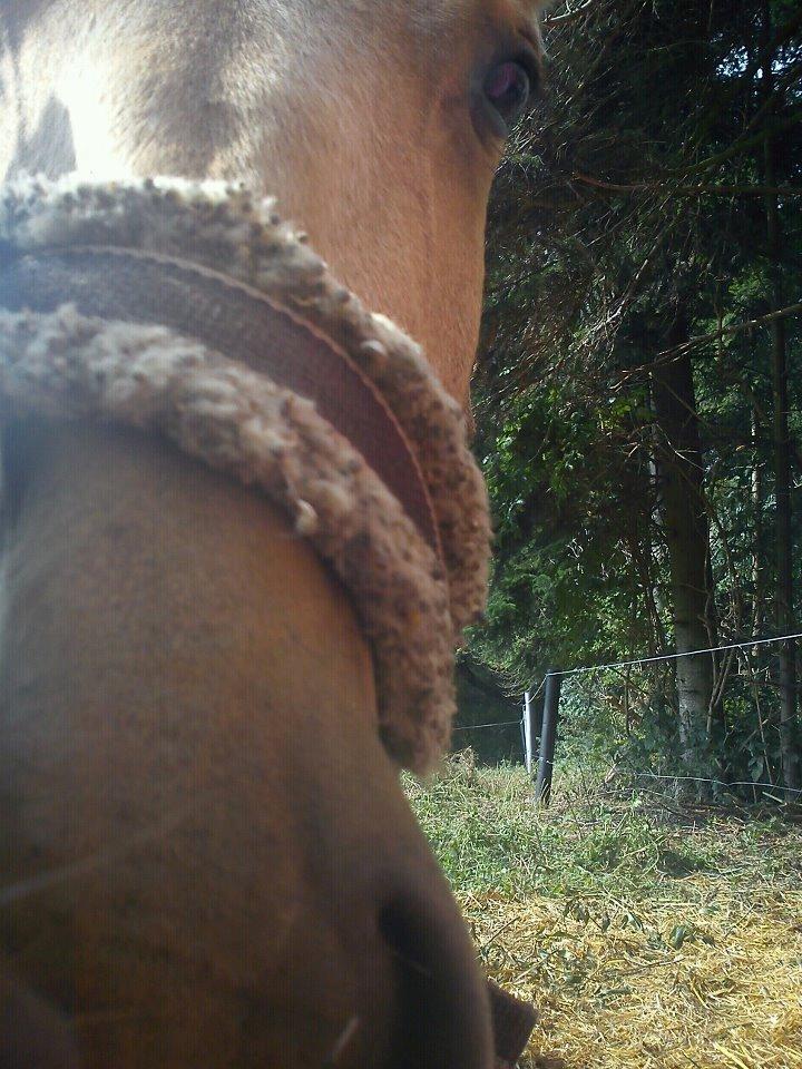 Anden særlig race Prins Breezer ( Bailey ) - Velkommen til min prinses profil.  billede 1