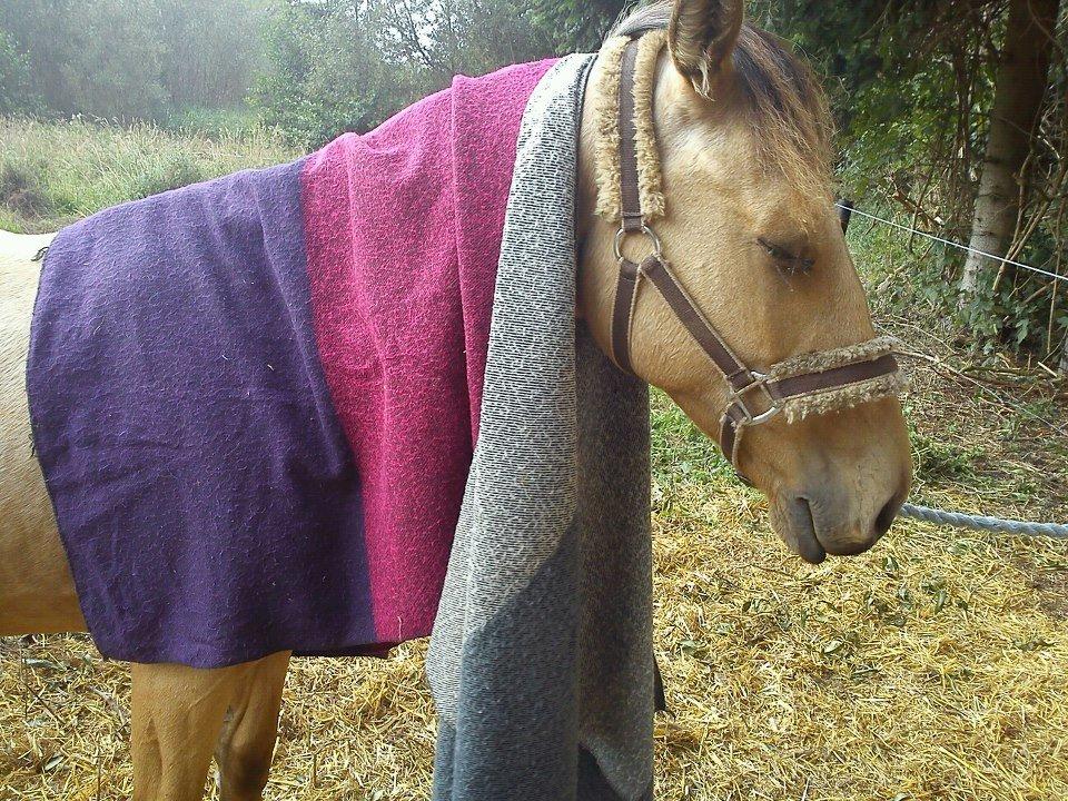 Anden særlig race Prins Breezer ( Bailey ) - Rykket længer op på hans hals. d. 4/9-12 billede 12