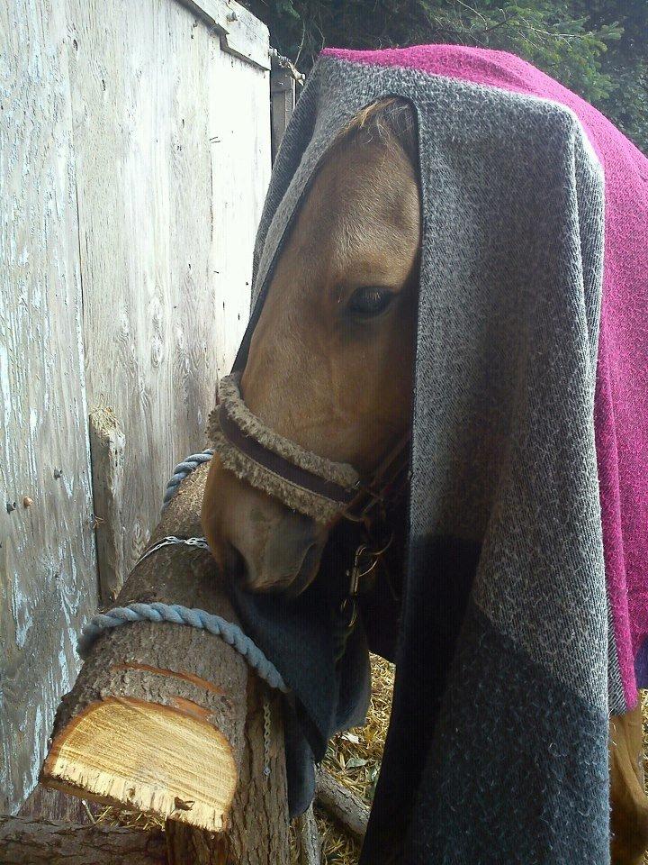 Anden særlig race Prins Breezer ( Bailey ) - Oppe på hovedet, d. 4/9-12 billede 13